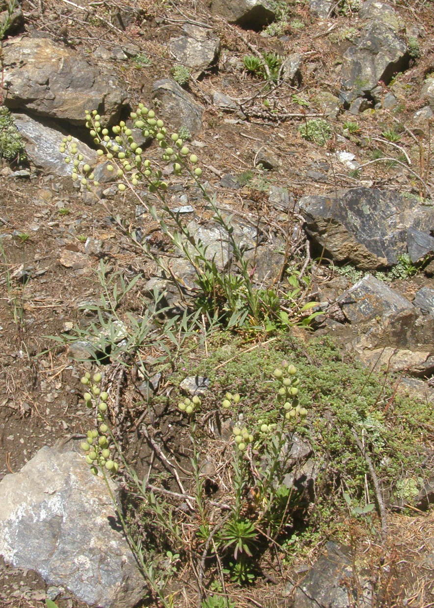 Alyssoides utriculata / Vesicaria maggiore