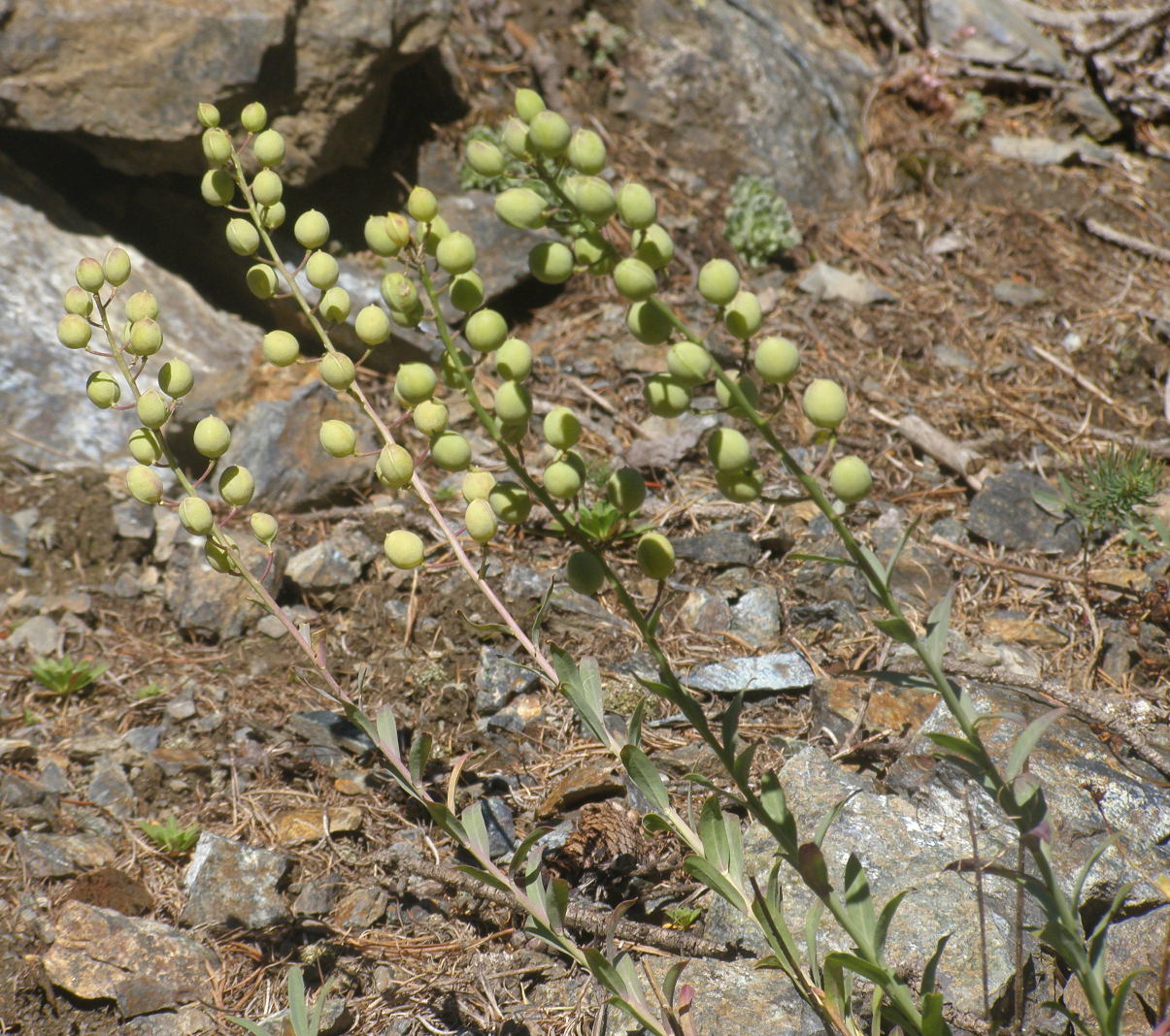 Alyssoides utriculata / Vesicaria maggiore