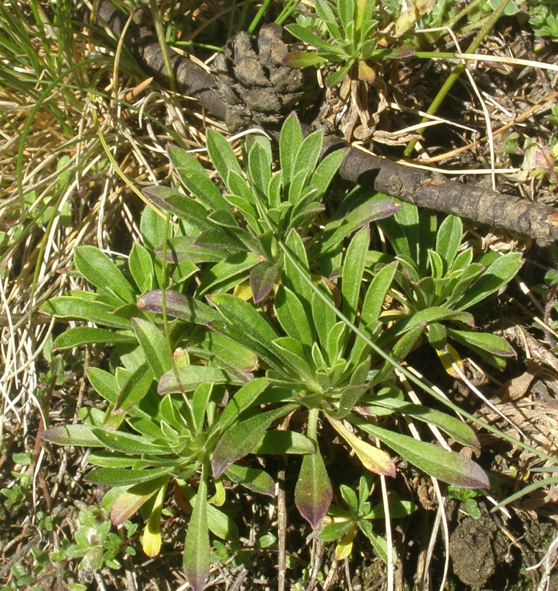 Alyssoides utriculata / Vesicaria maggiore