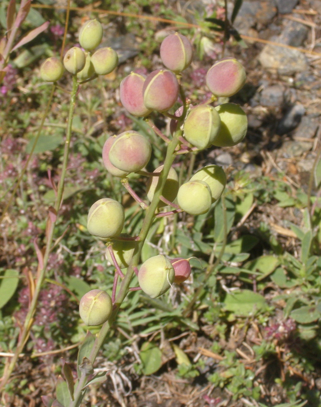 Alyssoides utriculata / Vesicaria maggiore
