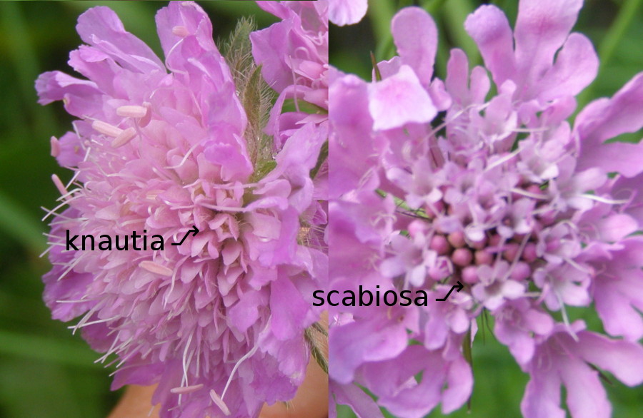 Knautia longifolia / Ambretta alpina