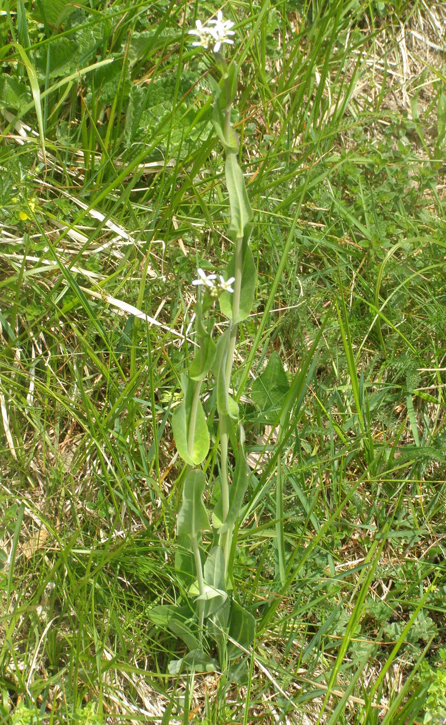 Fourraea alpina (=Arabis pauciflora) / Arabetta glauca