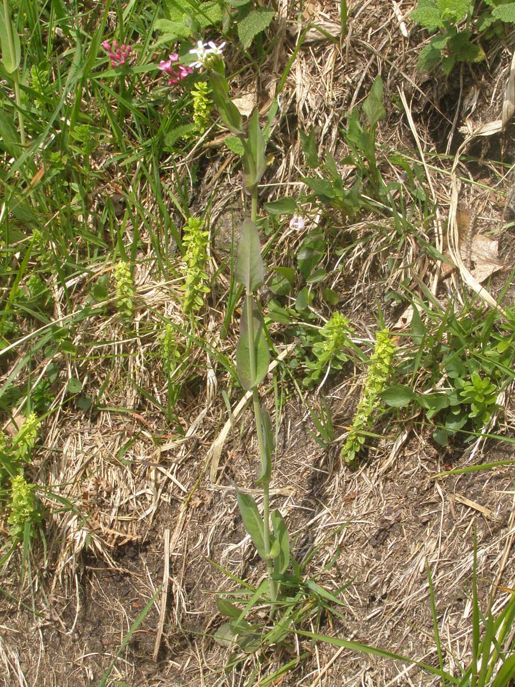 Fourraea alpina (=Arabis pauciflora) / Arabetta glauca