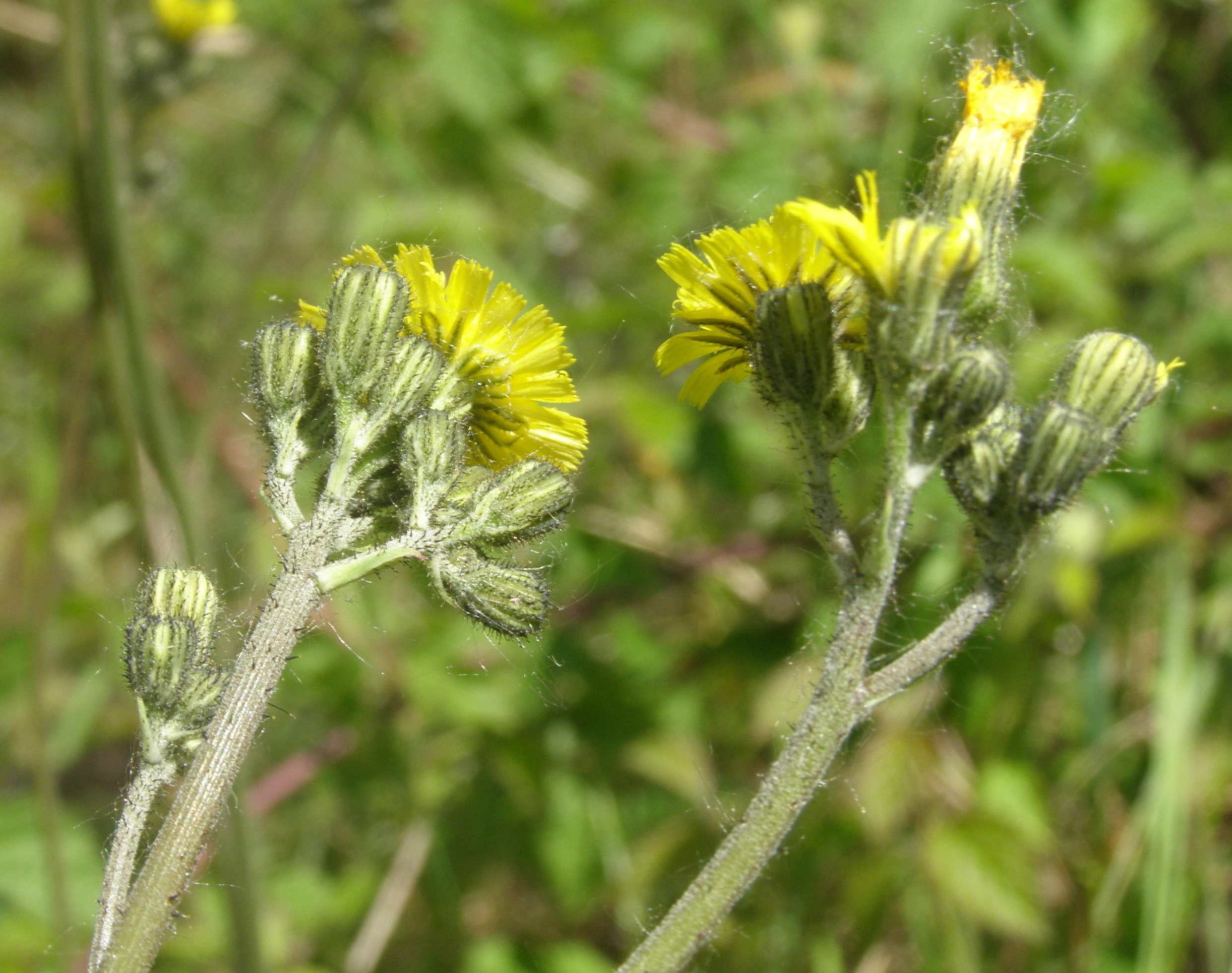 Hieracium gr. piloselloides