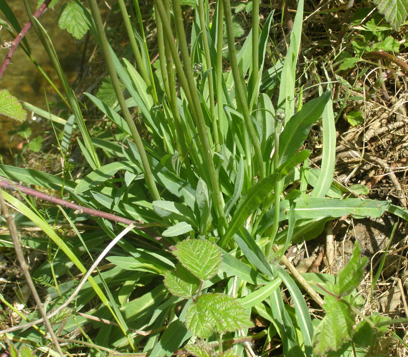 Hieracium gr. piloselloides