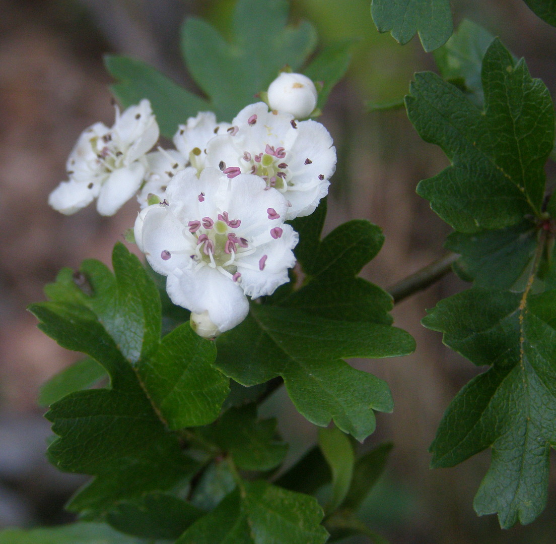 Albero da identificare - Crataegus cfr. monogyna