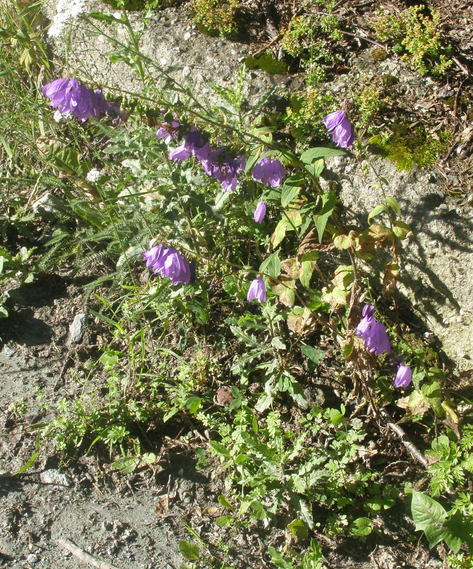 Campanula rapunculoides / Campanula serpeggiante