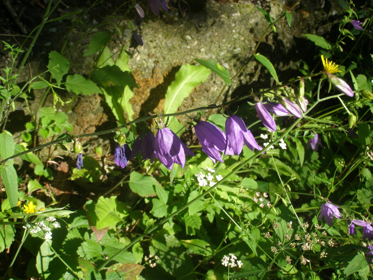Campanula rapunculoides / Campanula serpeggiante
