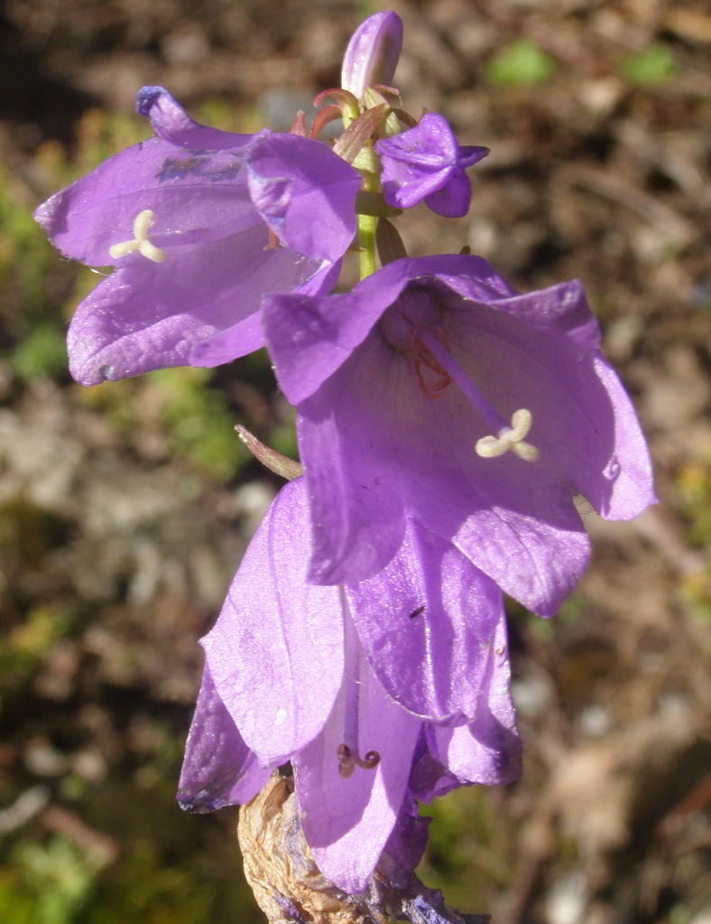 Campanula rapunculoides / Campanula serpeggiante