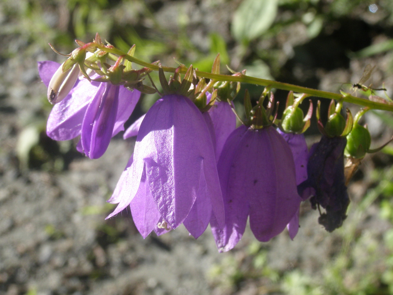 Campanula rapunculoides / Campanula serpeggiante