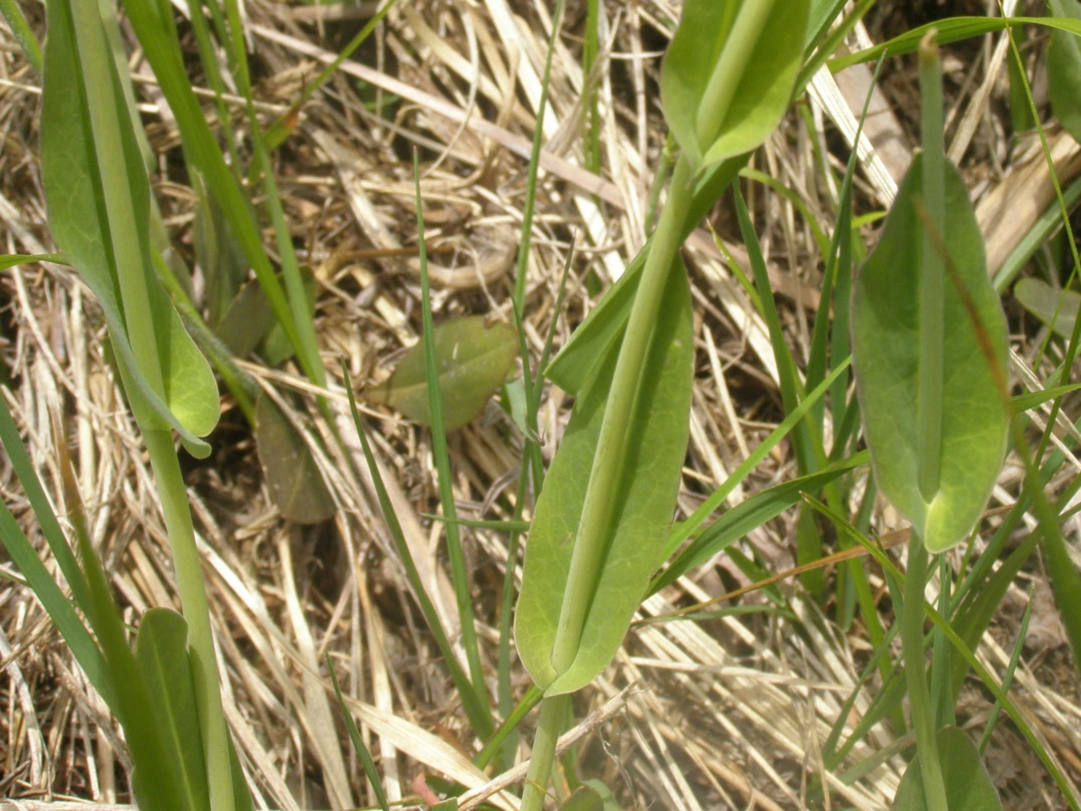 Fourraea alpina (=Arabis pauciflora) / Arabetta glauca