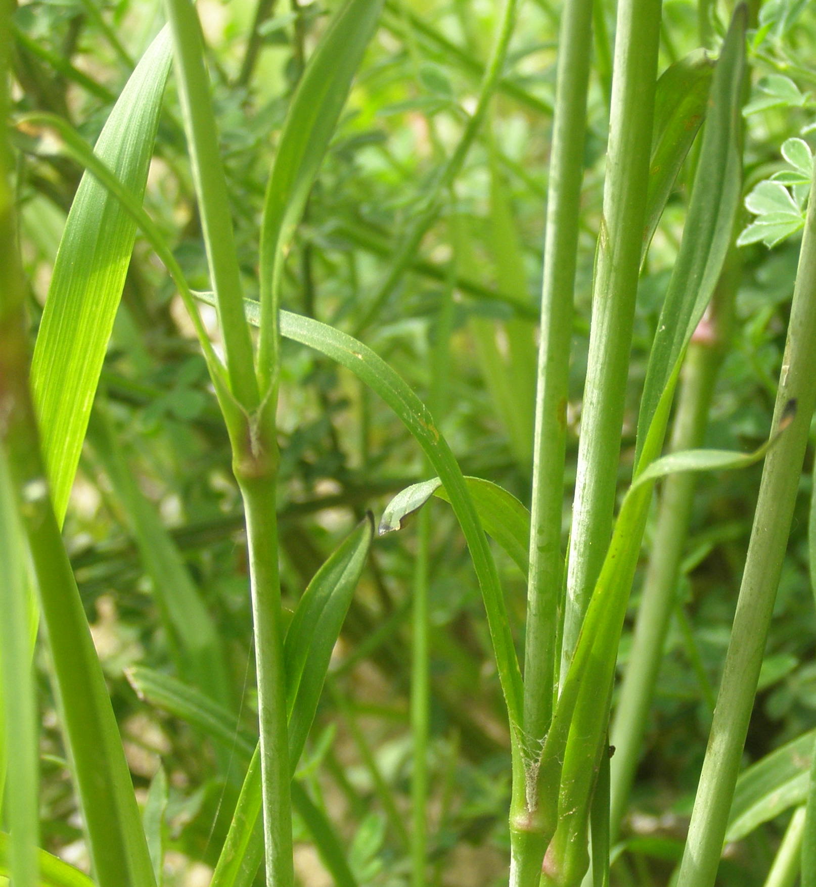 Viscaria vulgaris (=Lychnis viscaria) /Crotonella vischiosa
