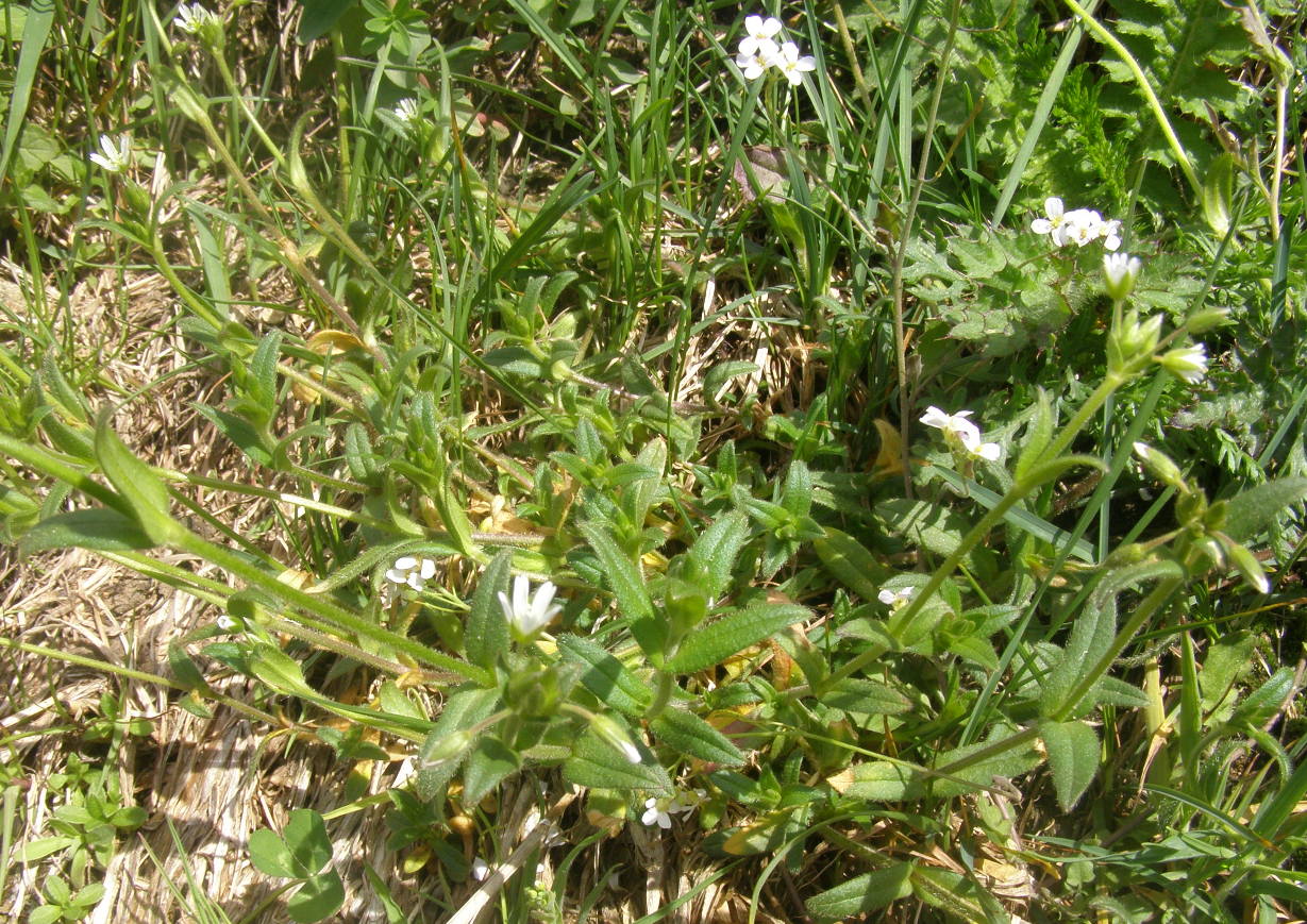 Cerastium holosteoides / Peverina dei prati