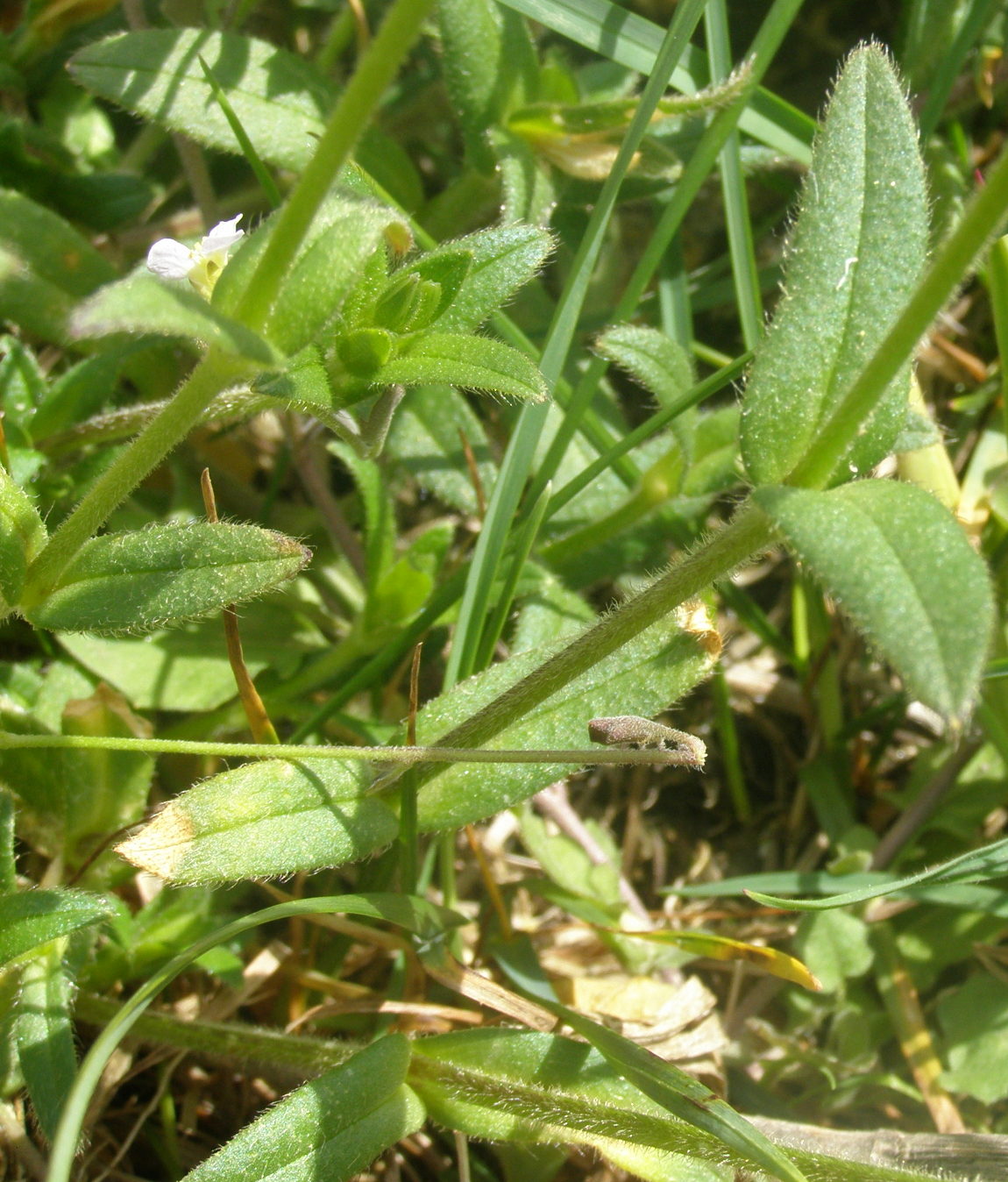 Cerastium holosteoides / Peverina dei prati