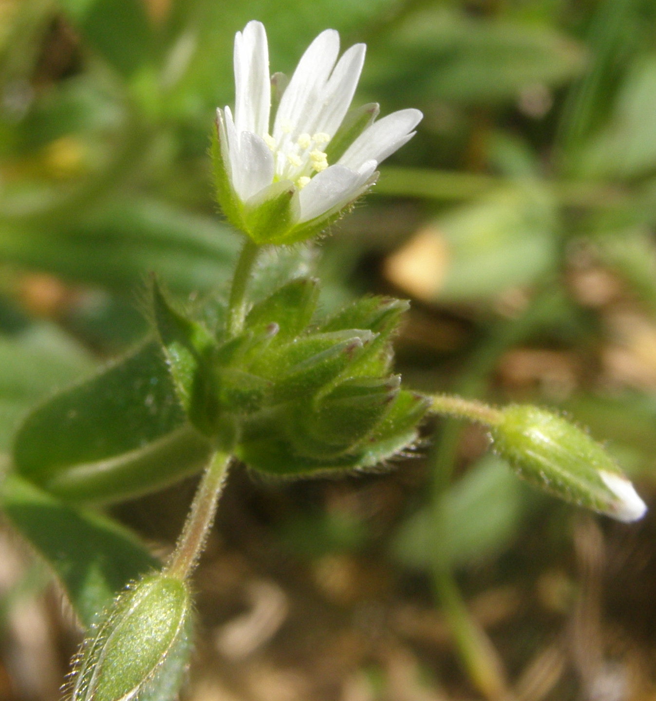 Cerastium holosteoides / Peverina dei prati