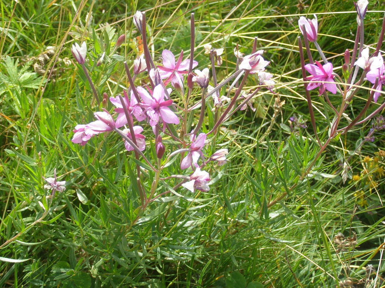 Chamaenerion fleischeri (ex Epilobium fleischeri) / Epilobio di Fleischer