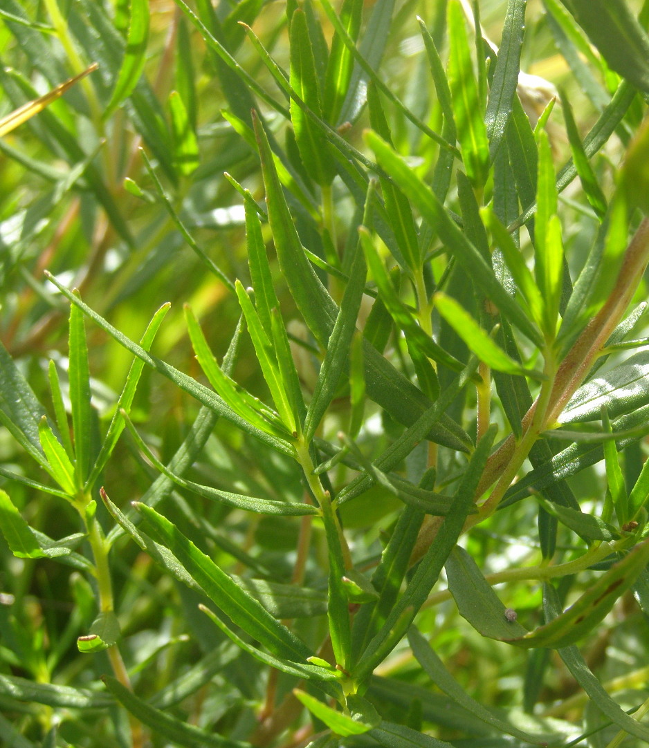 Chamaenerion fleischeri (ex Epilobium fleischeri) / Epilobio di Fleischer