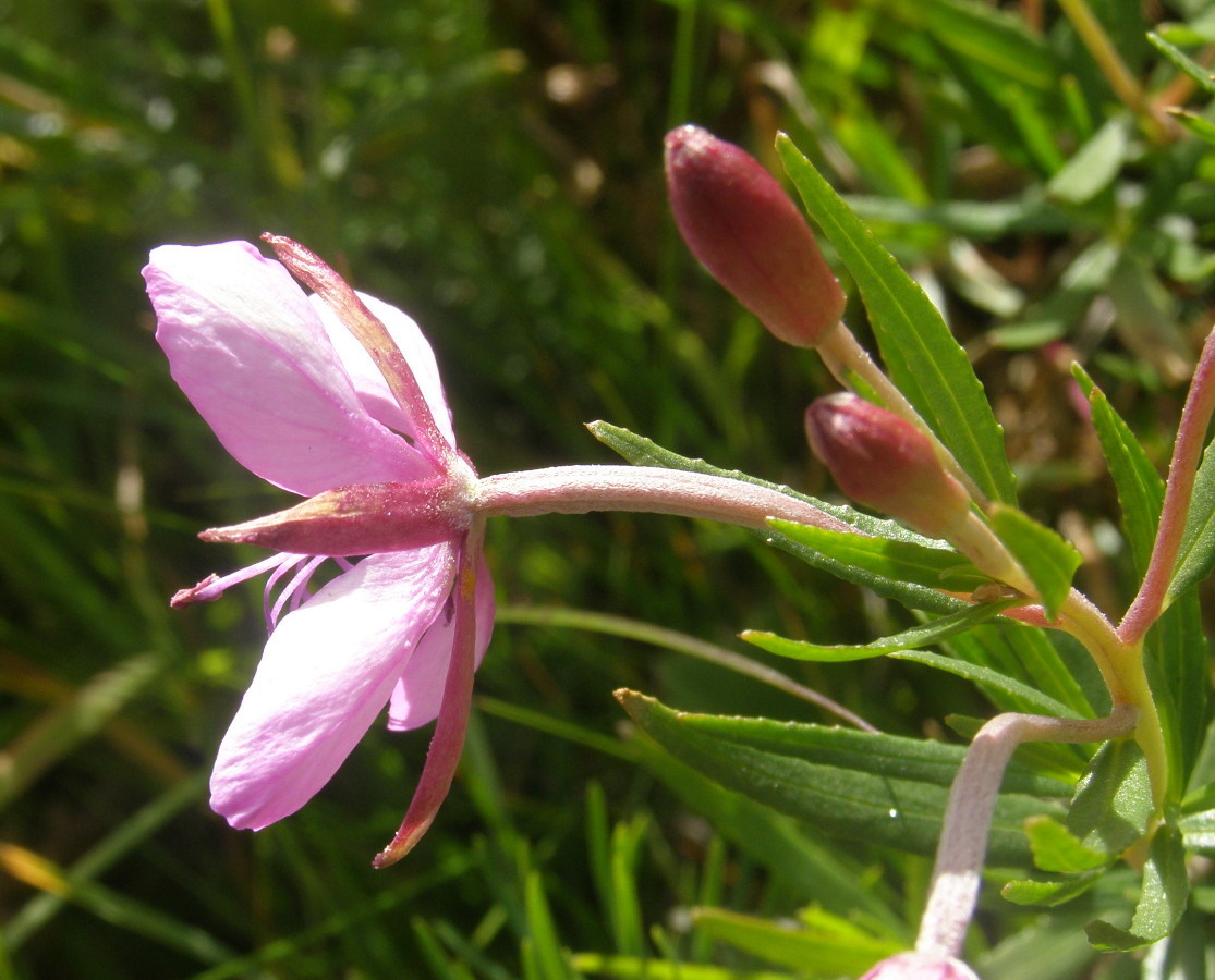 Chamaenerion fleischeri (ex Epilobium fleischeri) / Epilobio di Fleischer