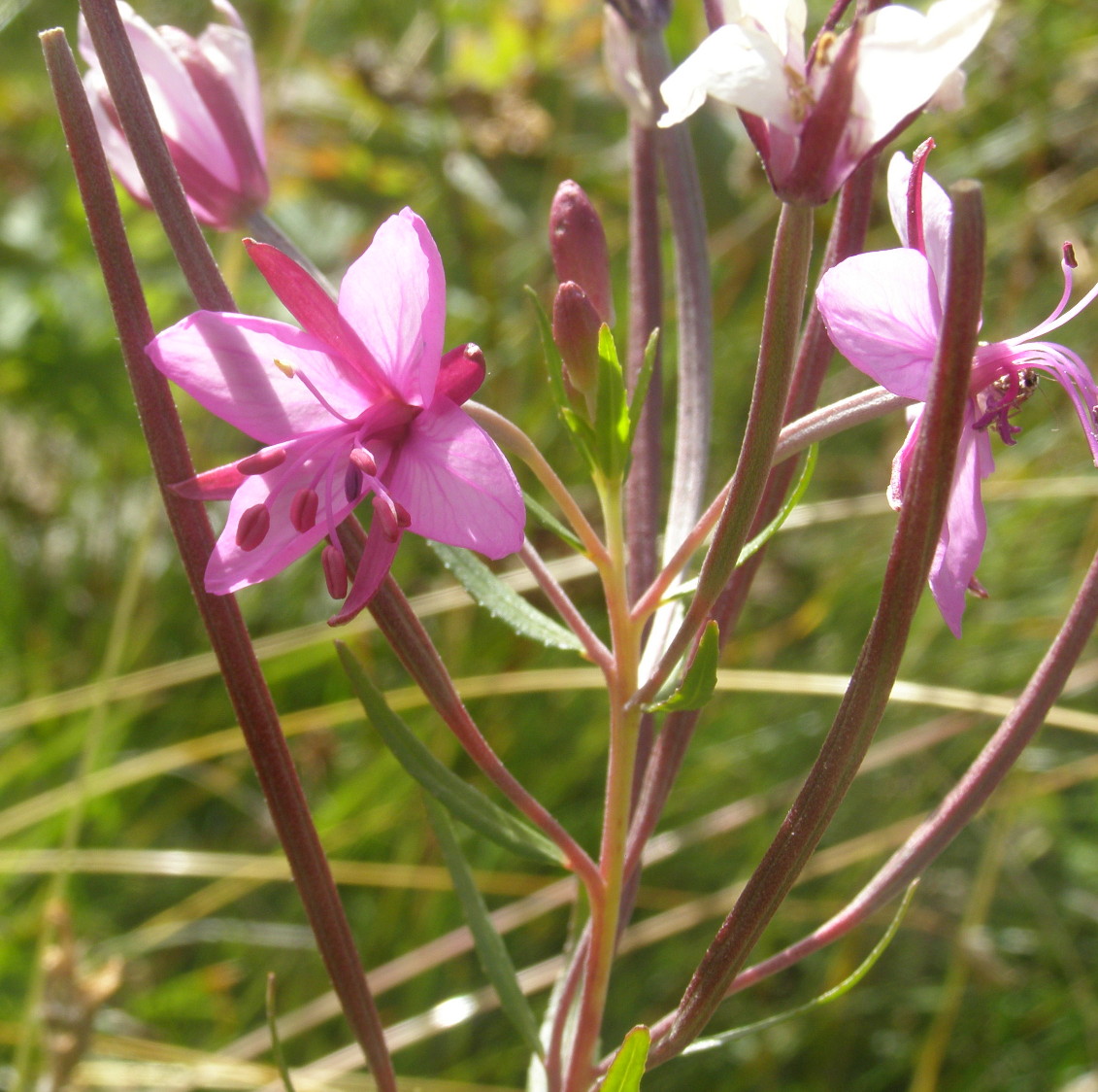Chamaenerion fleischeri (ex Epilobium fleischeri) / Epilobio di Fleischer