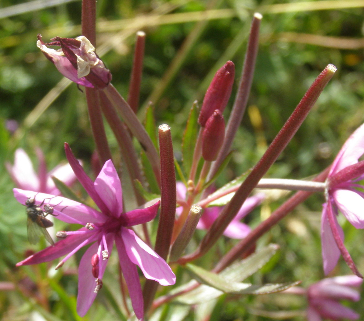 Chamaenerion fleischeri (ex Epilobium fleischeri) / Epilobio di Fleischer
