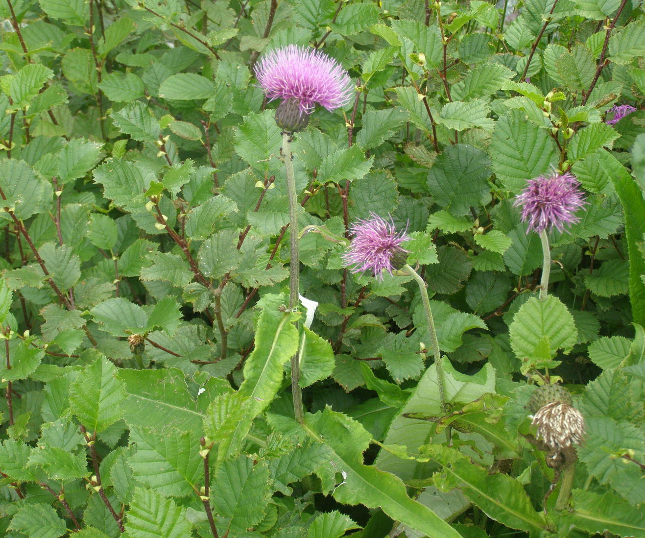 Cirsium heterophyllum / Cirsio eterofillo