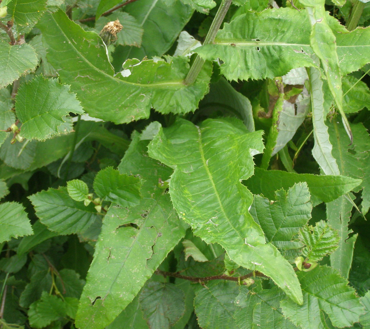 Cirsium heterophyllum / Cirsio eterofillo