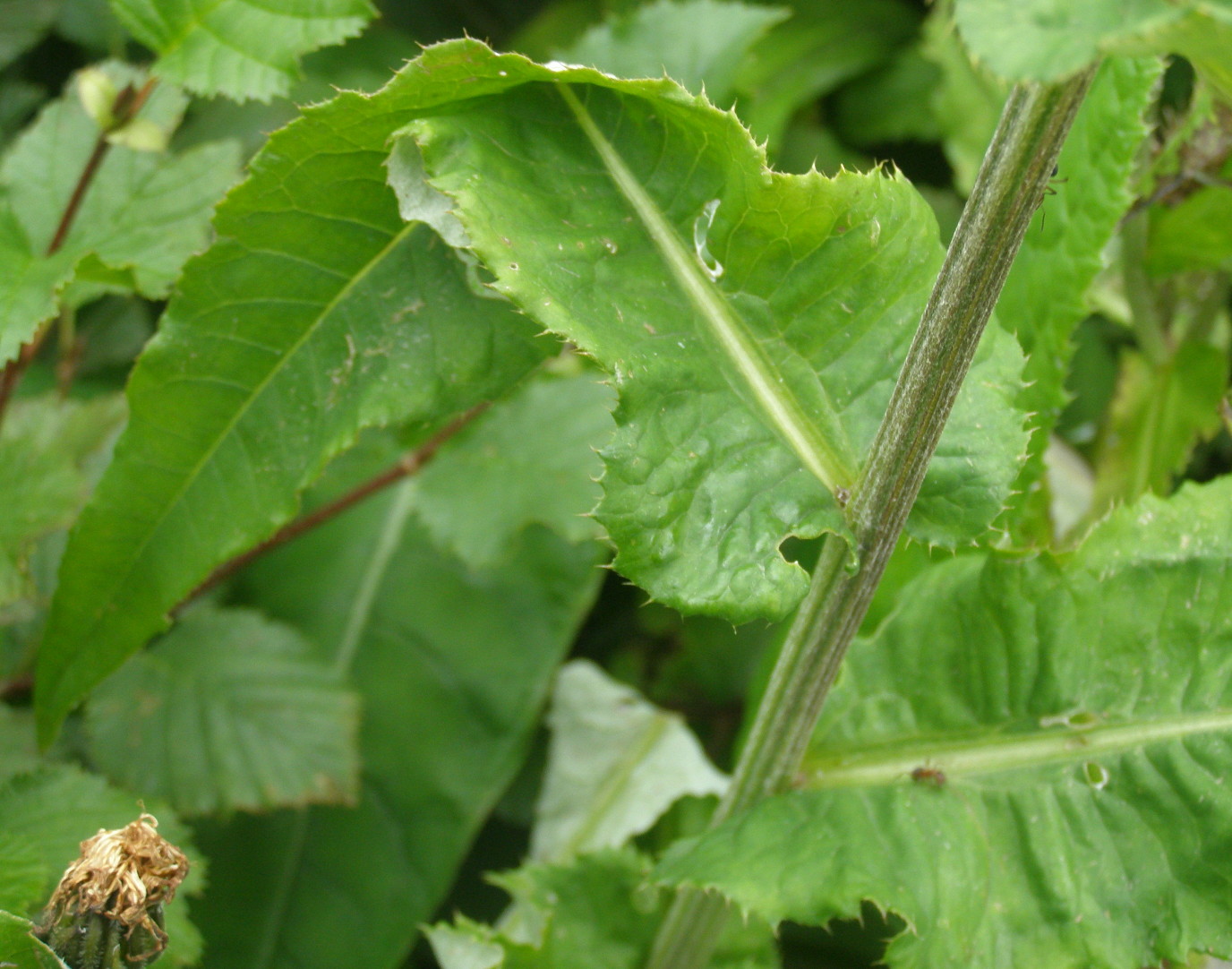 Cirsium heterophyllum / Cirsio eterofillo