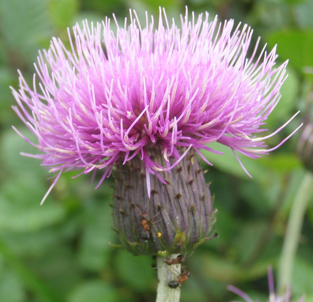 Cirsium heterophyllum / Cirsio eterofillo