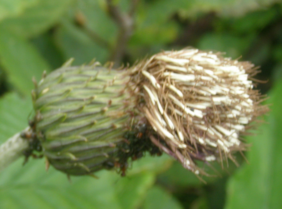 Cirsium heterophyllum / Cirsio eterofillo