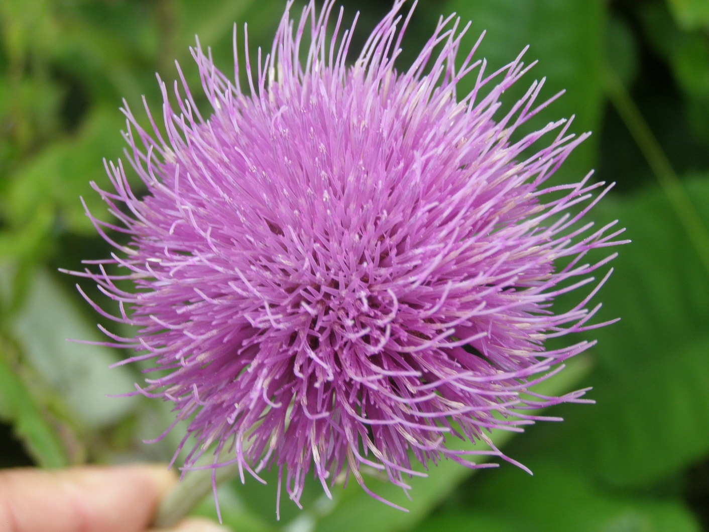 Cirsium heterophyllum / Cirsio eterofillo