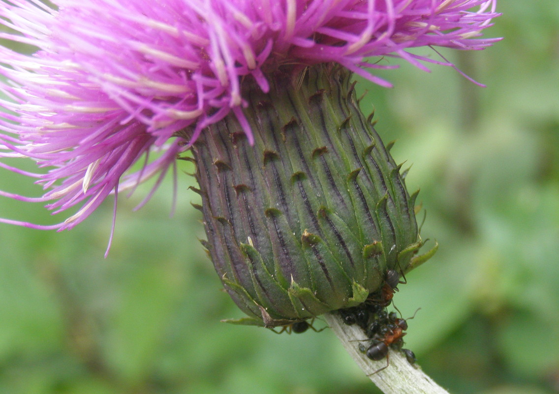 Cirsium heterophyllum / Cirsio eterofillo