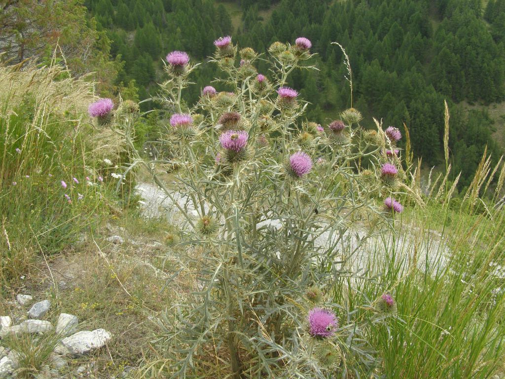 Cirsium morisianum / Cardo di Moris