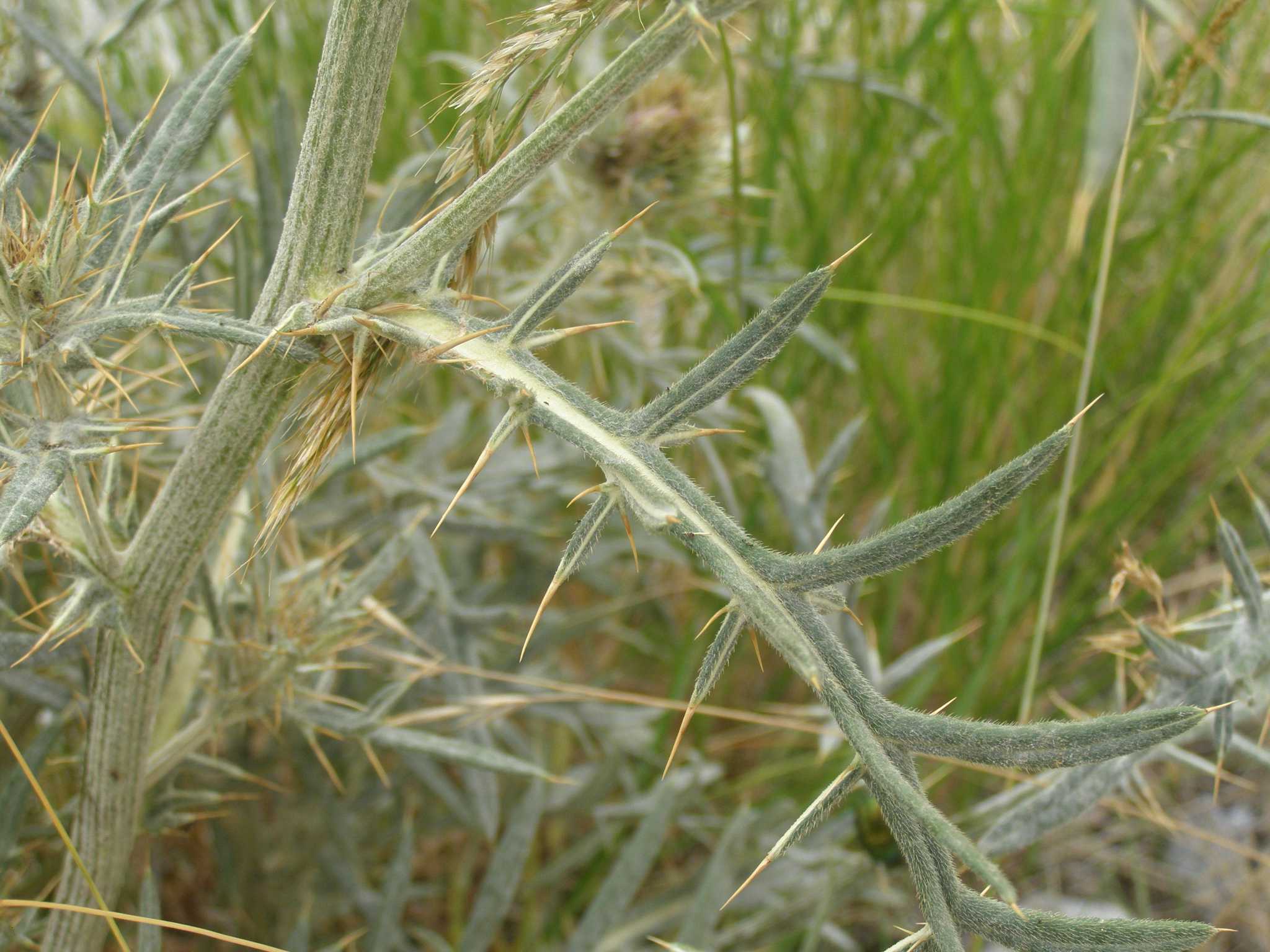 Cirsium morisianum / Cardo di Moris