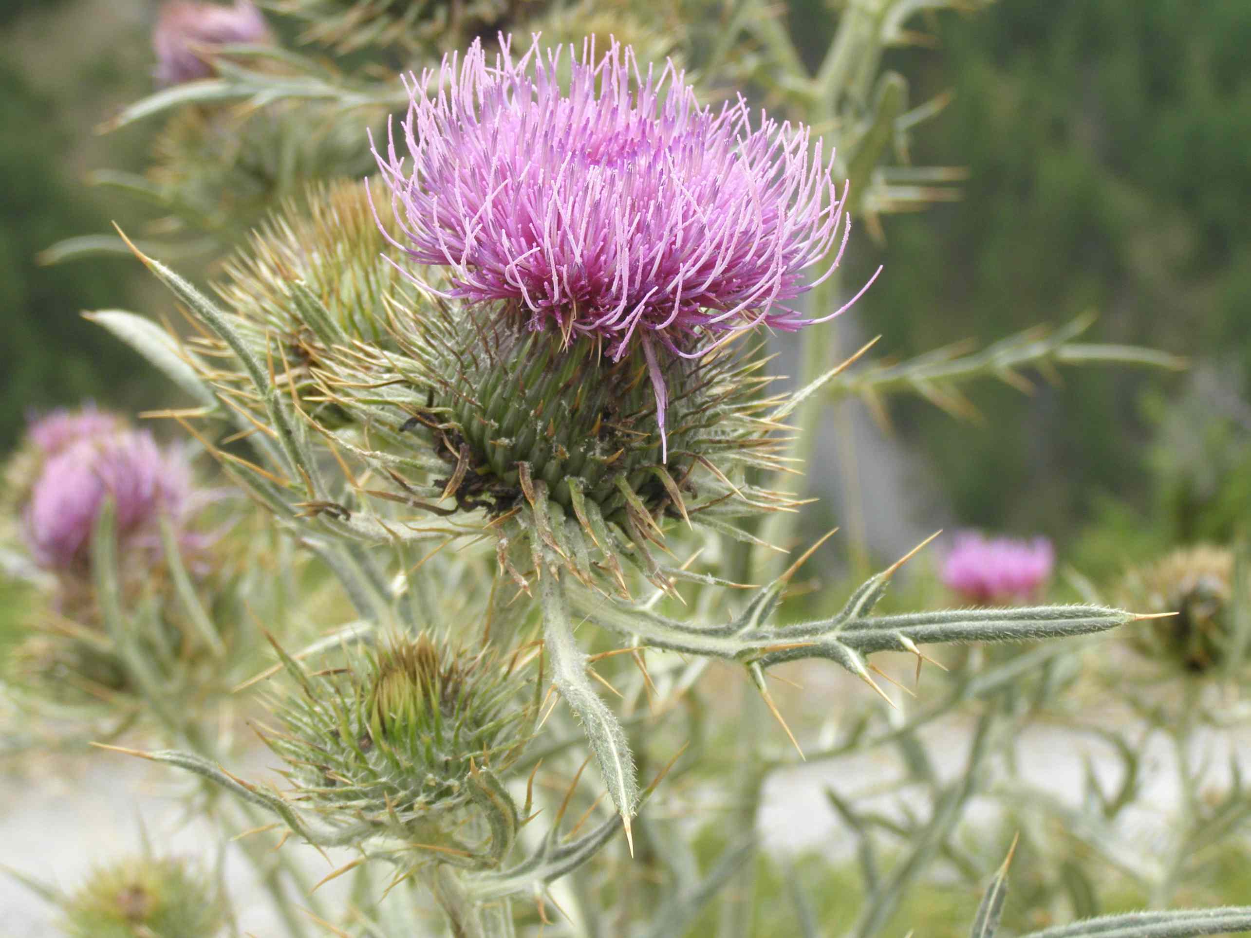 Cirsium morisianum / Cardo di Moris