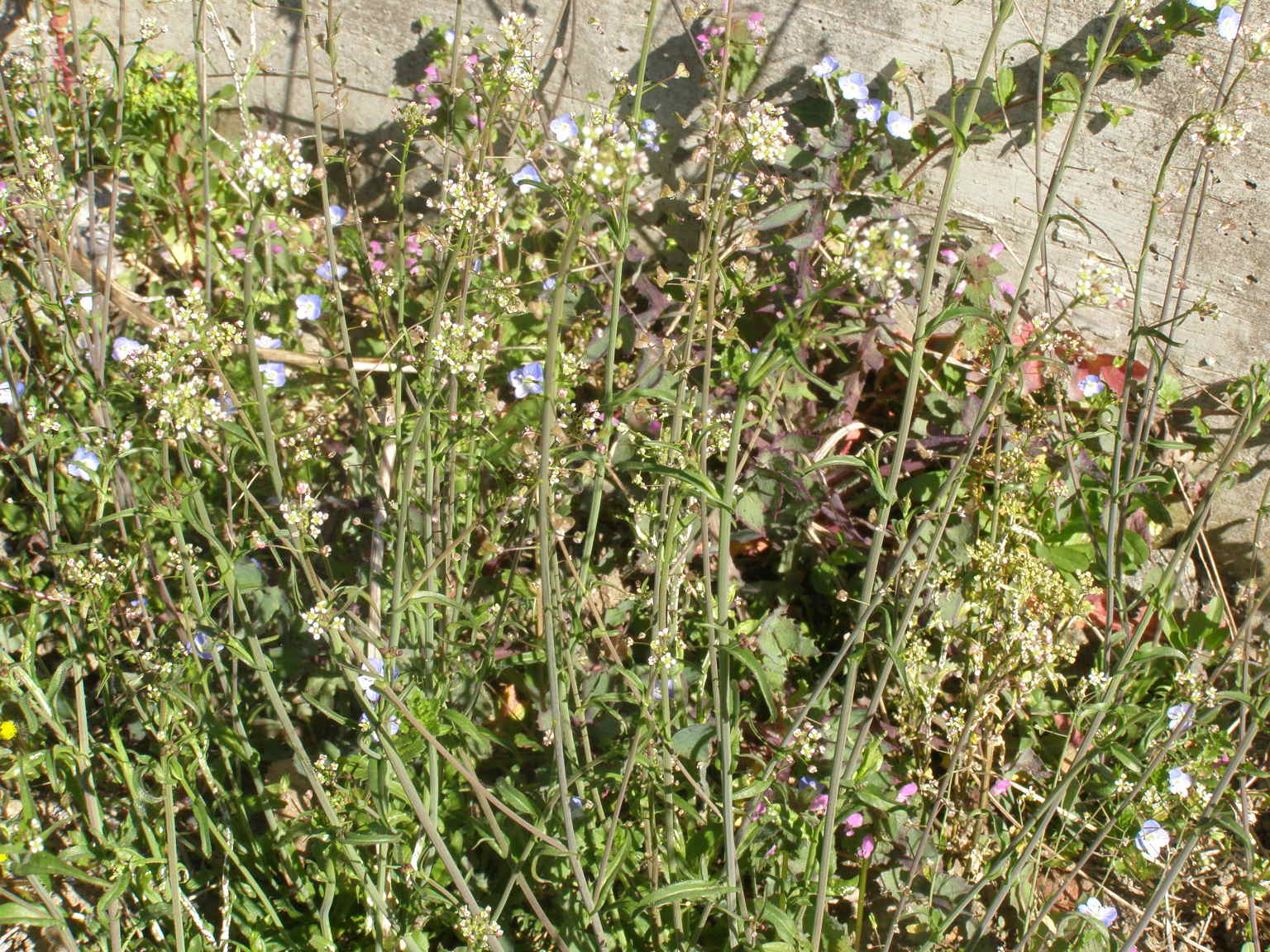 Capsella bursa-pastoris