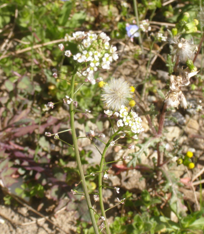 Capsella bursa-pastoris