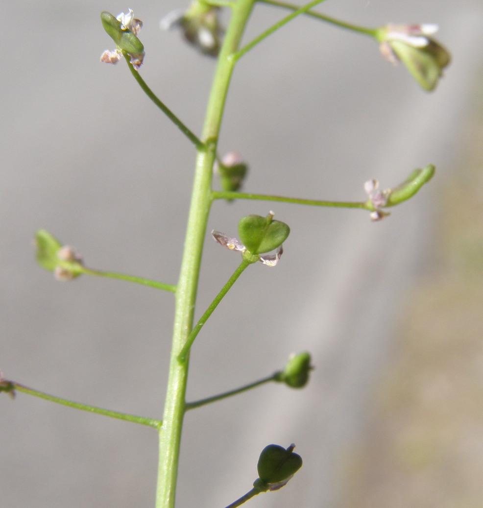 Capsella bursa-pastoris