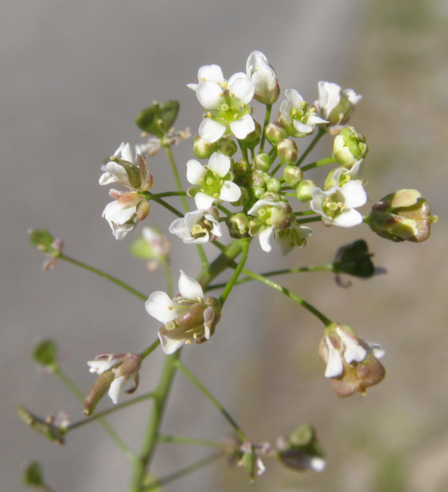 Capsella bursa-pastoris