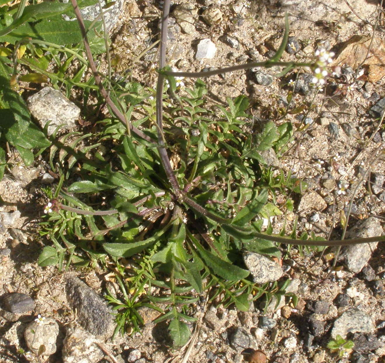 Capsella bursa-pastoris
