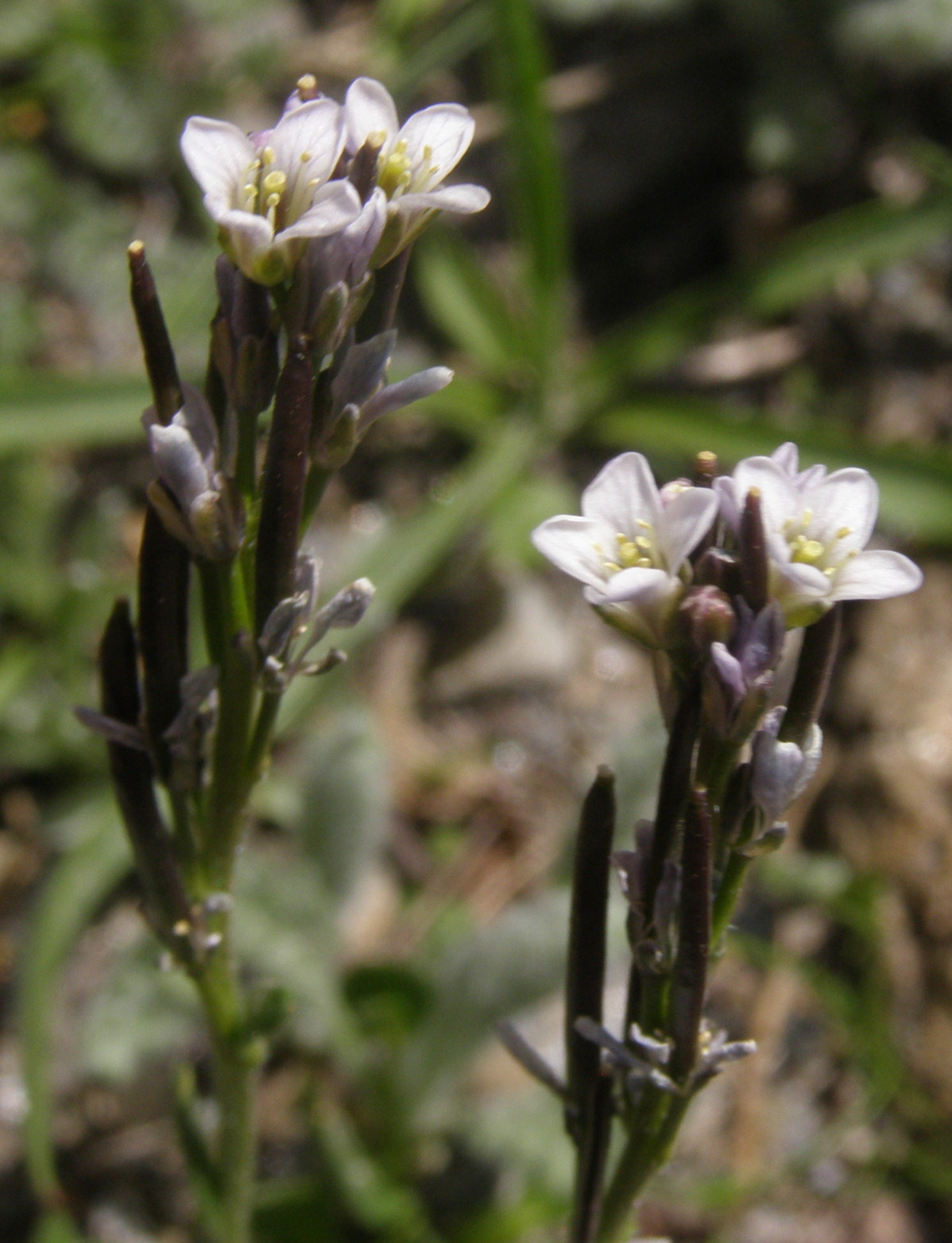 Brassicacea - Arabis caerulea