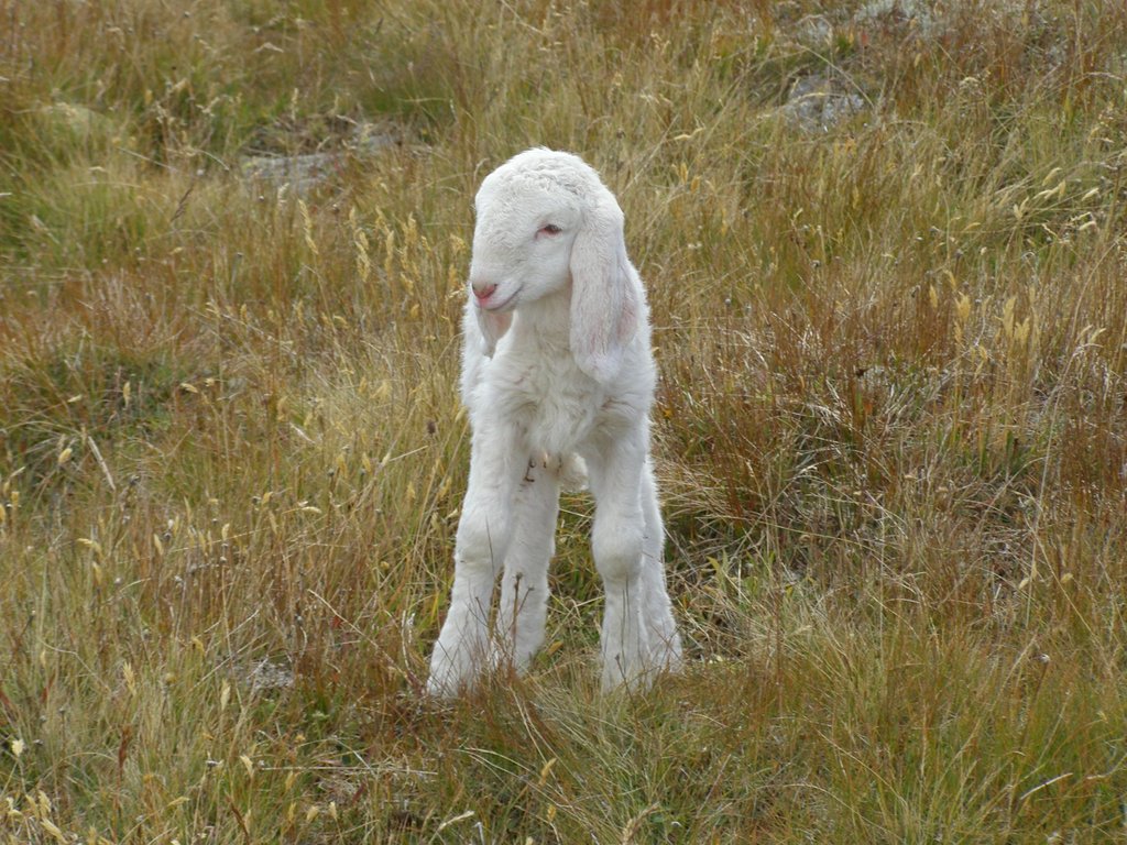 Animali al pascolo