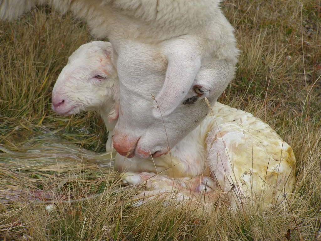 Animali al pascolo