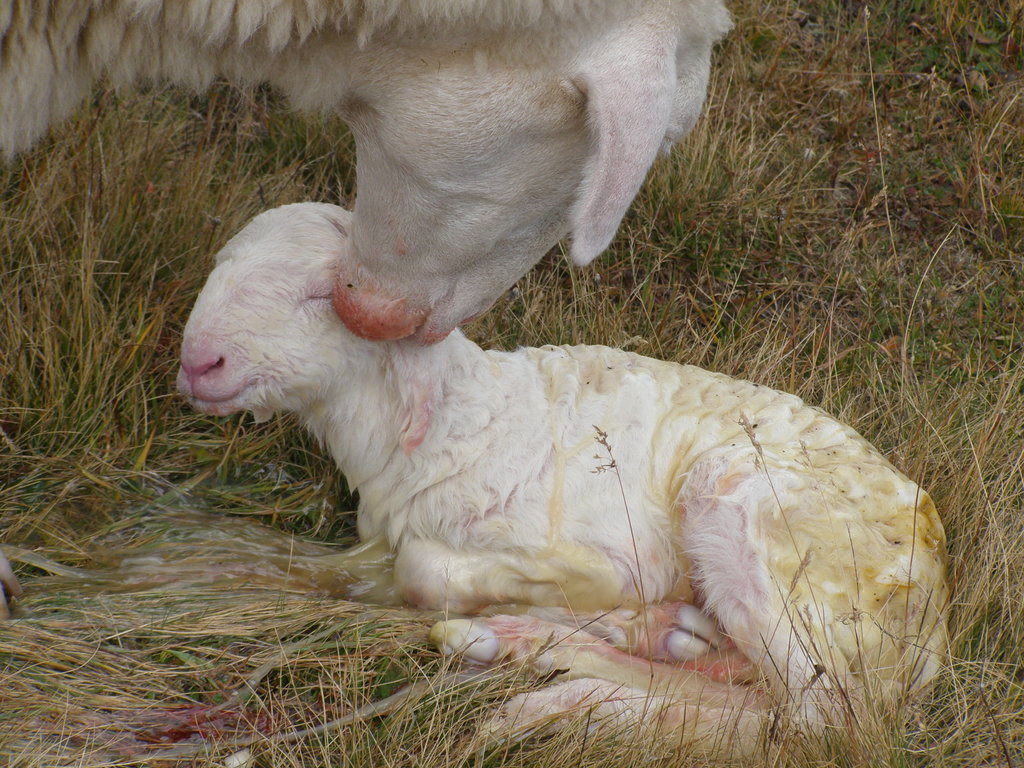 Animali al pascolo
