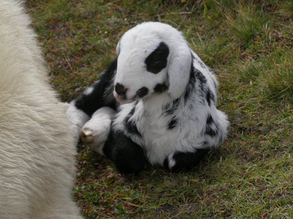 Animali al pascolo