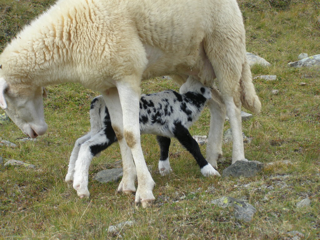 Animali al pascolo