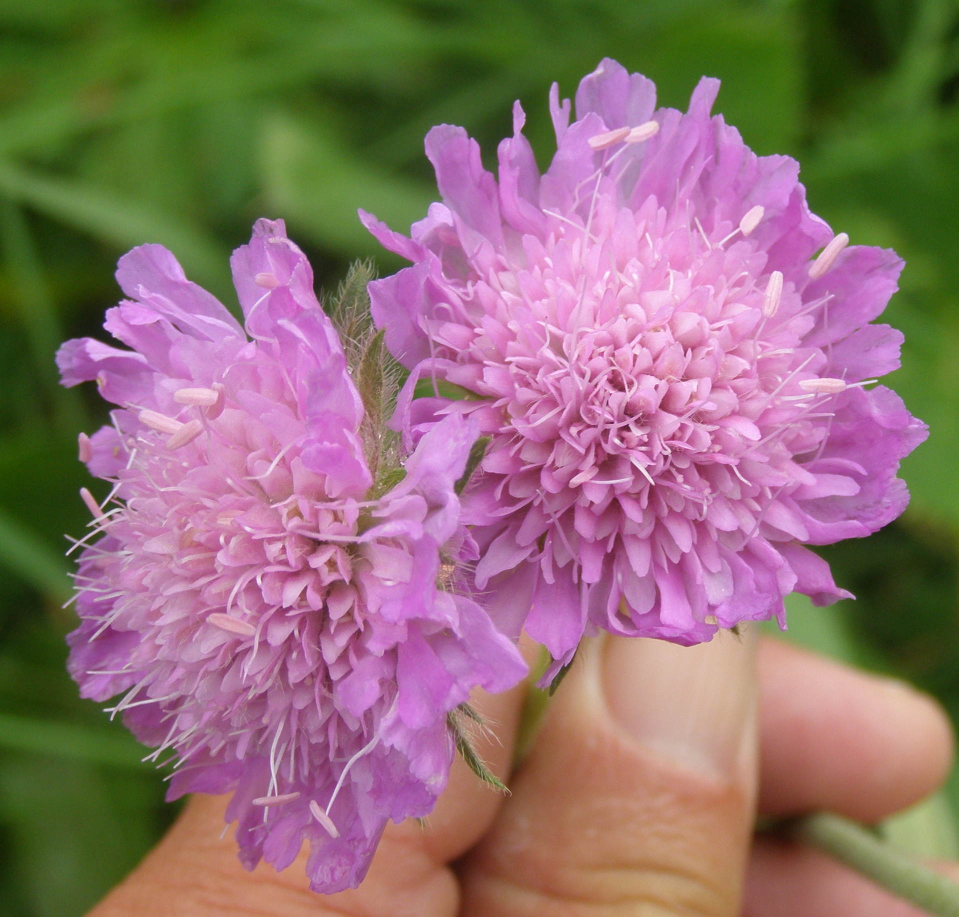 Knautia longifolia / Ambretta alpina