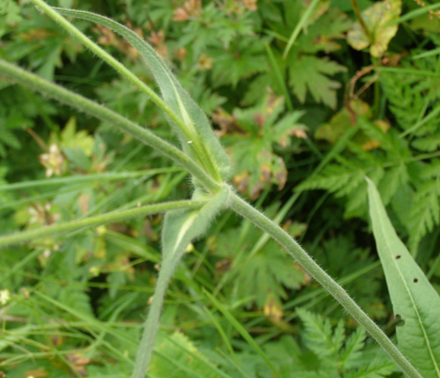 Knautia longifolia / Ambretta alpina