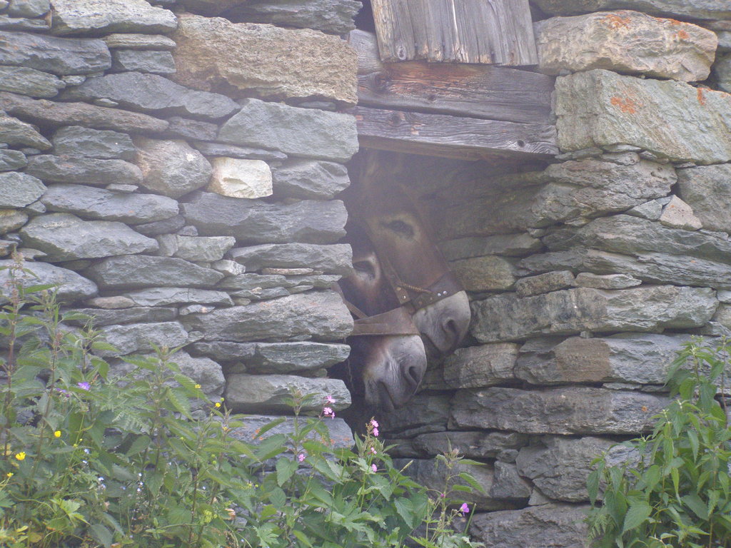 Animali al pascolo
