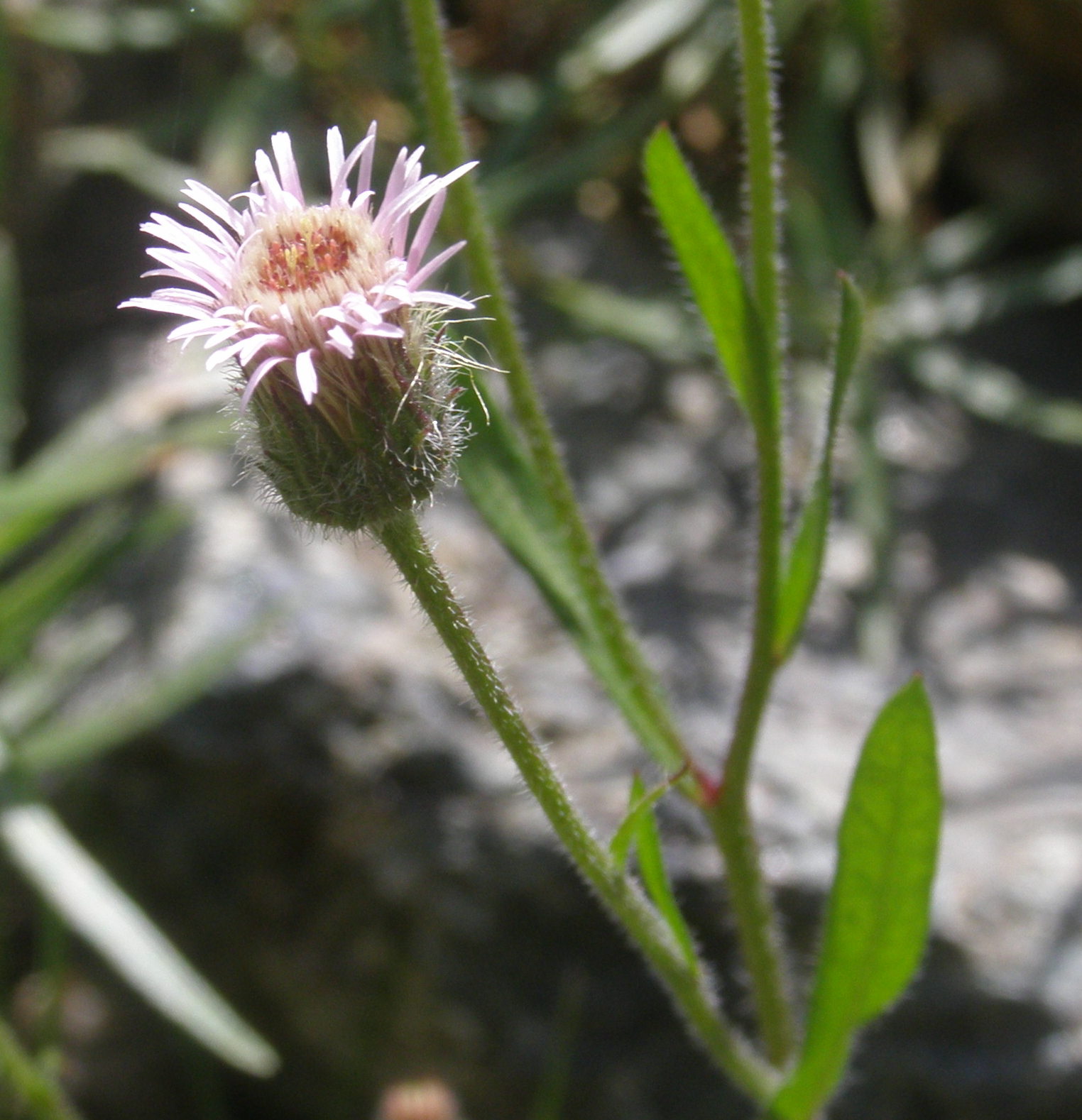 Erigeron acris / Cespica acre