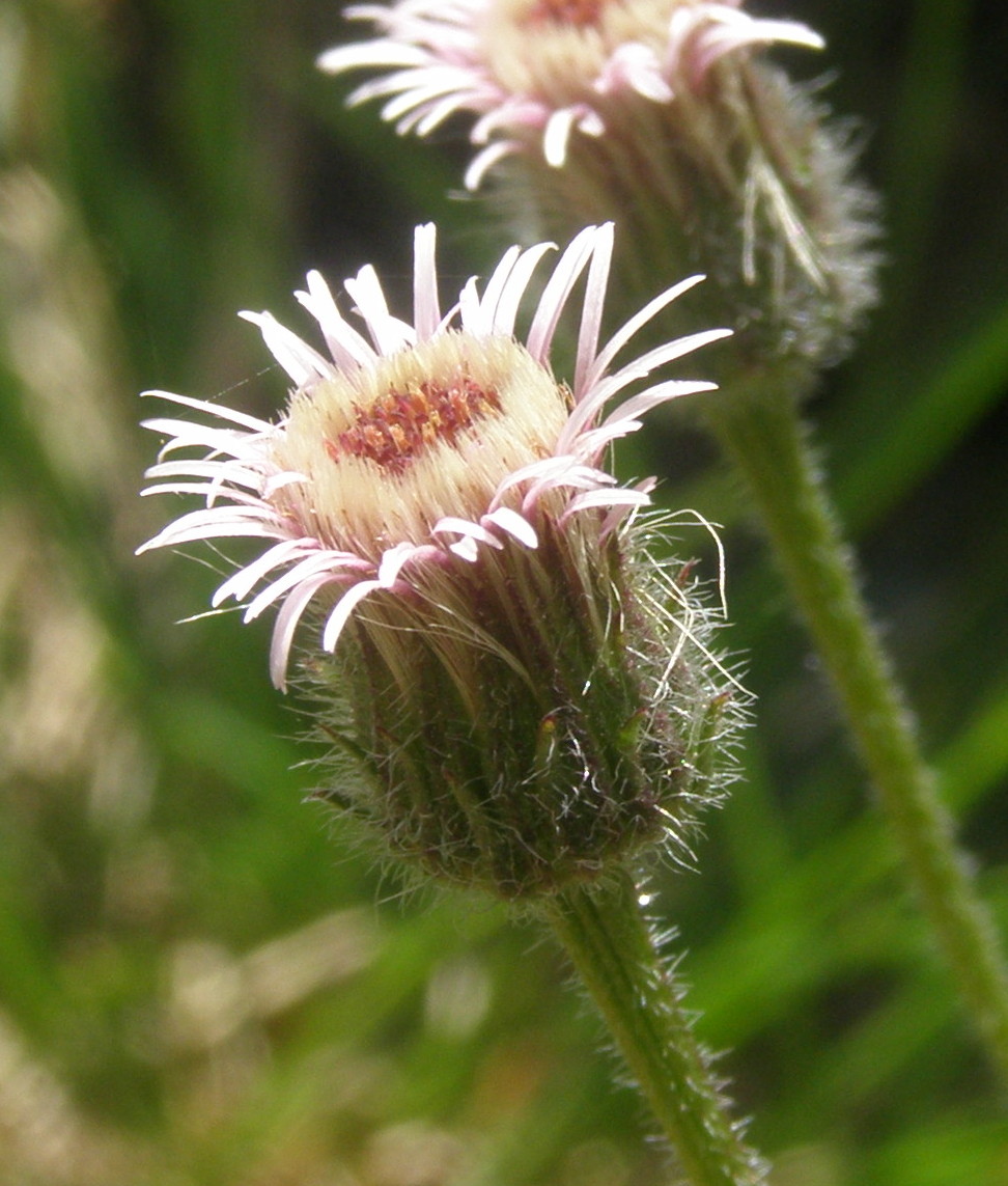 Erigeron acris / Cespica acre